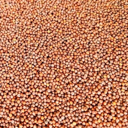 Finger Millet