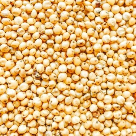 sorghum
